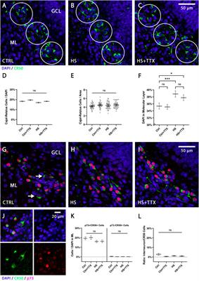 Tetrodotoxin prevents heat-shock induced granule cell dispersion in hippocampal slice cultures